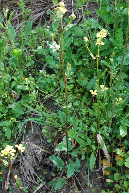 Crucifera - Brassica cfr.nigra